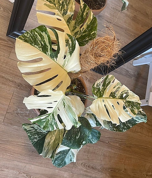 Product image 5 of 10