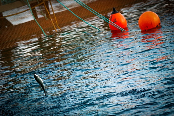 Bilde 5 av 5 i jobbannonse-galleriet