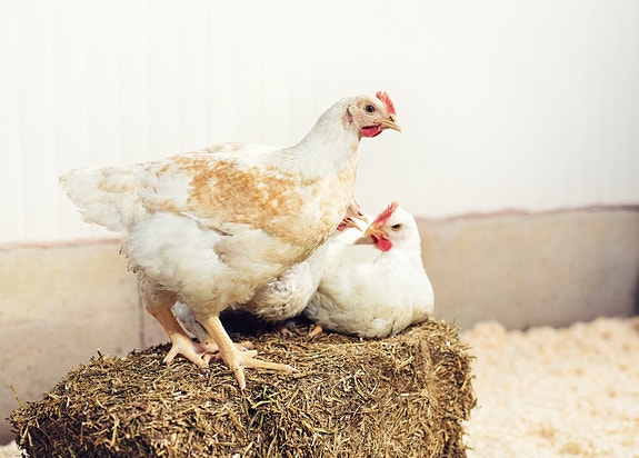 Bilde 2 av 6 i jobbannonse-galleriet