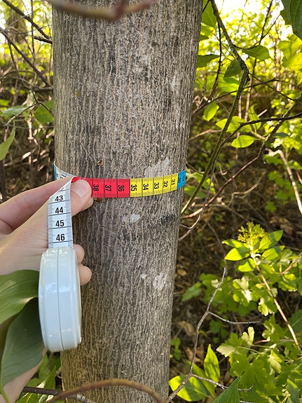 Økonomisk verdivurdering av trær etter norsk standard.  og måle stammeomkrets på trær.