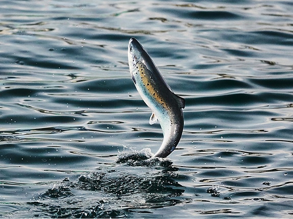 Bilde 2 av 4 i jobbannonse-galleriet