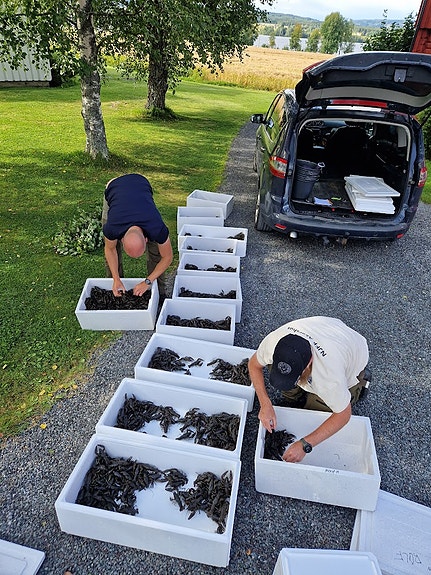 Relokalisering av kreps