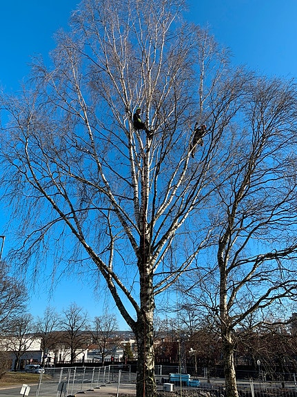 Bilde 1 av 7 i jobbannonse-galleriet