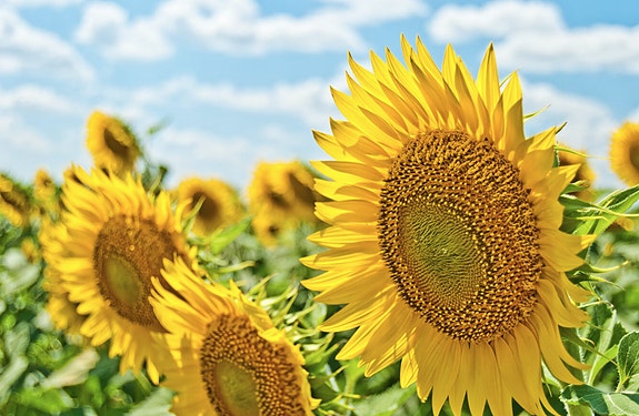 Bilde 1 av 1 i jobbannonse-galleriet