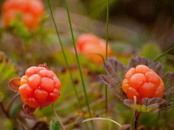 Bilde 9 av 10 i jobbannonse-galleriet