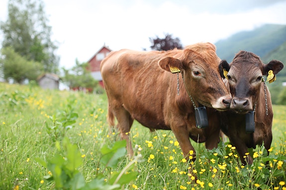 Bilde 1 av 2 i jobbannonse-galleriet