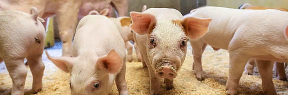 Bilde 1 av 1 i jobbannonse-galleriet