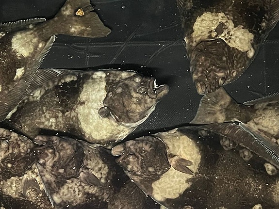 Bilde 6 av 7 i jobbannonse-galleriet