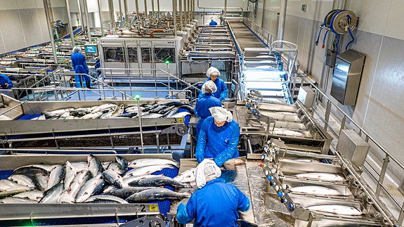 Fra slakterihallen - hvor rundt 7.000 laks i timen ivaretas.