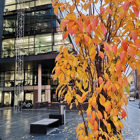 Bilde 2 av 2 i jobbannonse-galleriet