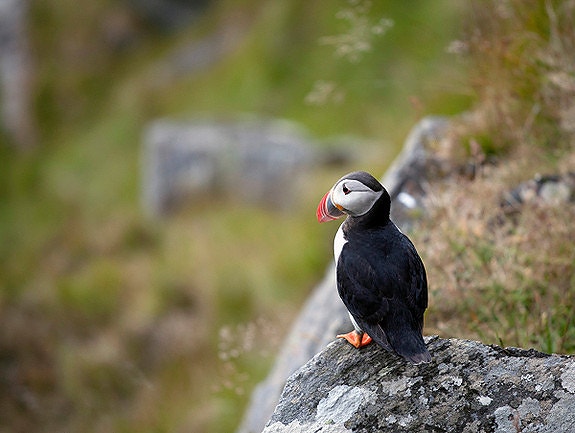 Bilde 4 av 7 i jobbannonse-galleriet