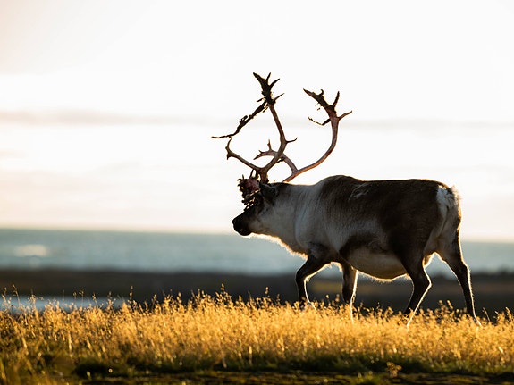 Bilde 5 av 8 i jobbannonse-galleriet