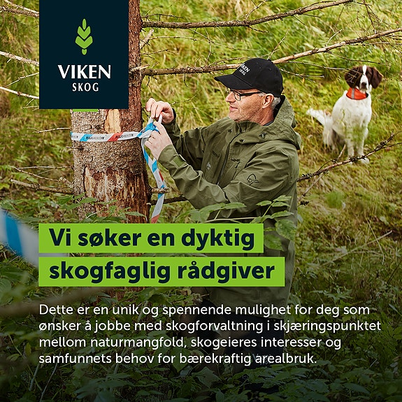 Bilde 1 av 4 i jobbannonse-galleriet