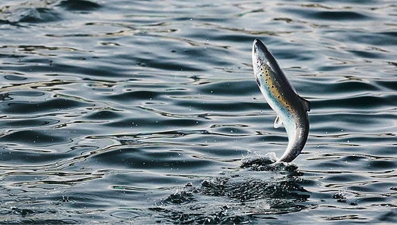 Bilde 5 av 5 i jobbannonse-galleriet