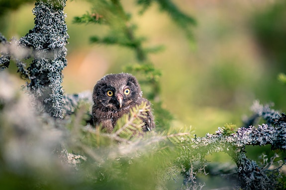 Foto: Ingvild Vestheim