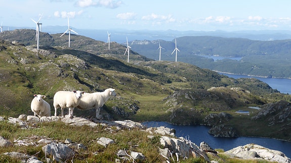 Bilde 2 av 5 i jobbannonse-galleriet