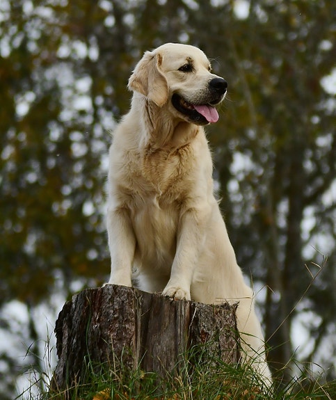 Bilde 1 av 1 i jobbannonse-galleriet