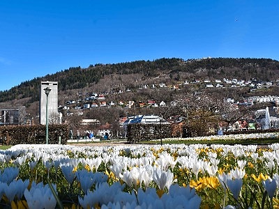 Bilde 1 av 1 i jobbannonse-galleriet