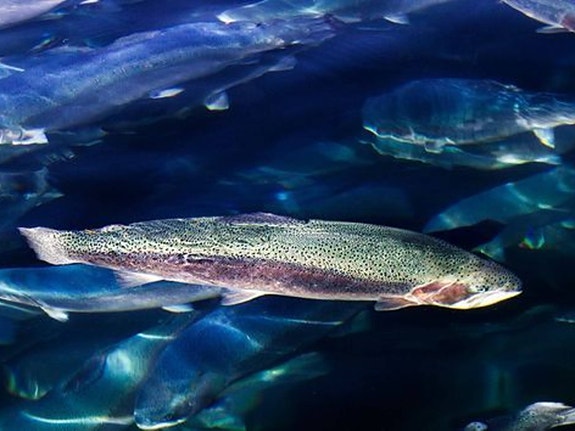 Bilde 4 av 4 i jobbannonse-galleriet