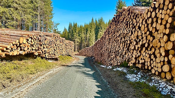 Bilde 1 av 1 i jobbannonse-galleriet