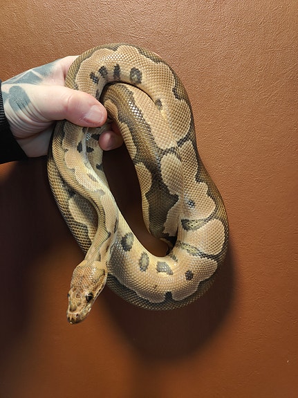 Product image 6 of 9