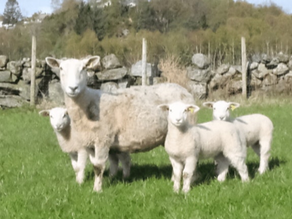 Bilde 1 av 1 i jobbannonse-galleriet