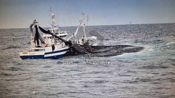 Bilde 3 av 3 i jobbannonse-galleriet