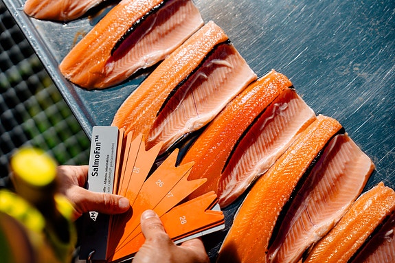 Bilde 3 av 4 i jobbannonse-galleriet