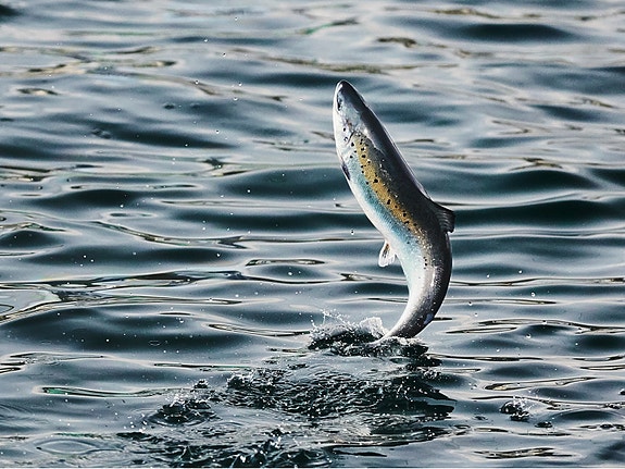 Bilde 1 av 4 i jobbannonse-galleriet