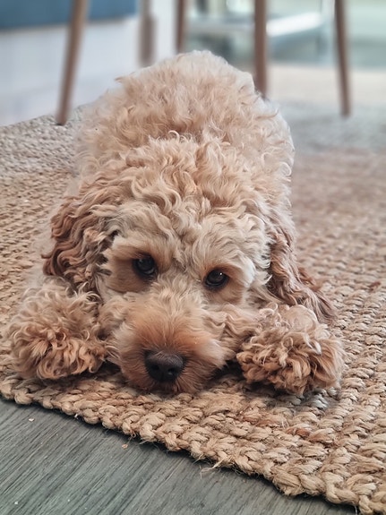 Kontorets velkomstkomite er Bella, Coockapoo 4 år