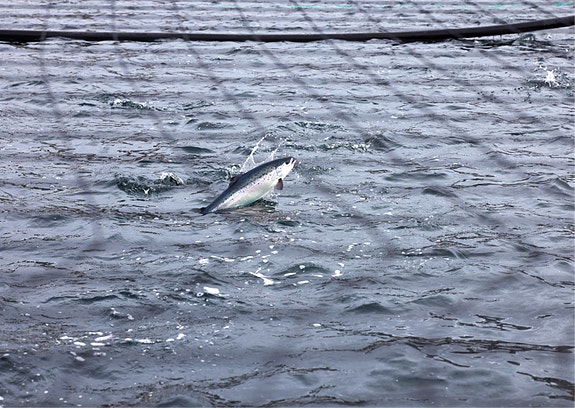 Bilde 4 av 7 i jobbannonse-galleriet