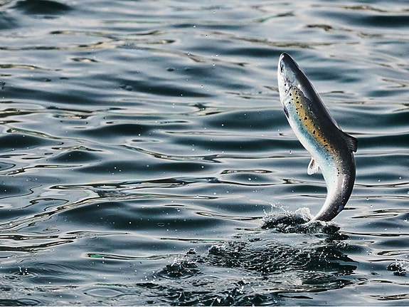 Bilde 1 av 3 i jobbannonse-galleriet