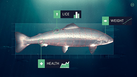 Bilde 3 av 5 i jobbannonse-galleriet