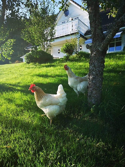 Bilde 1 av 1 i jobbannonse-galleriet