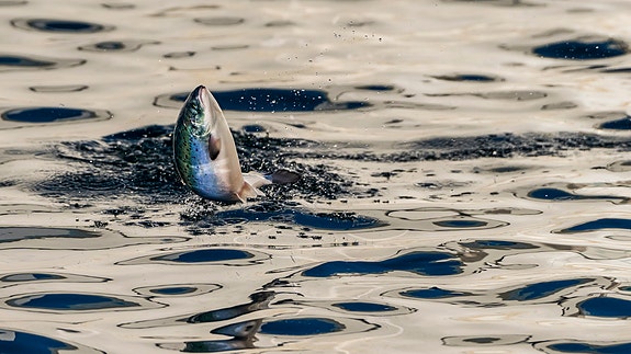 Bilde 2 av 3 i jobbannonse-galleriet