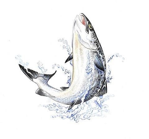 Bilde 1 av 2 i jobbannonse-galleriet