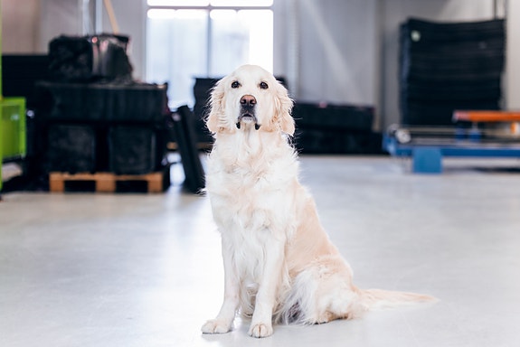 Firmaets maskott - Molly