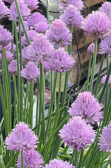Bilde 1 av 1 i jobbannonse-galleriet