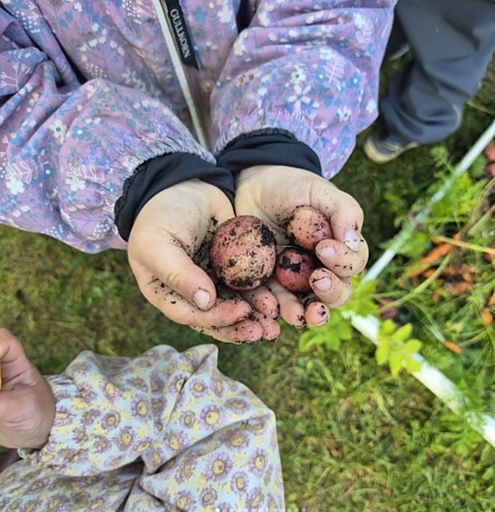 Grønnsaker fra egen hage :)