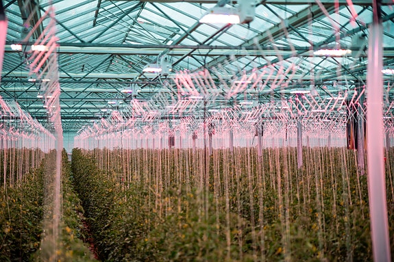 Vi er også innom gartnernæringa