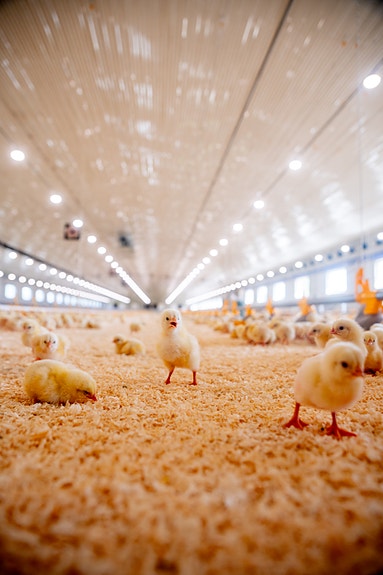 Et av våre kompetanseområder er nye fjørfehus.