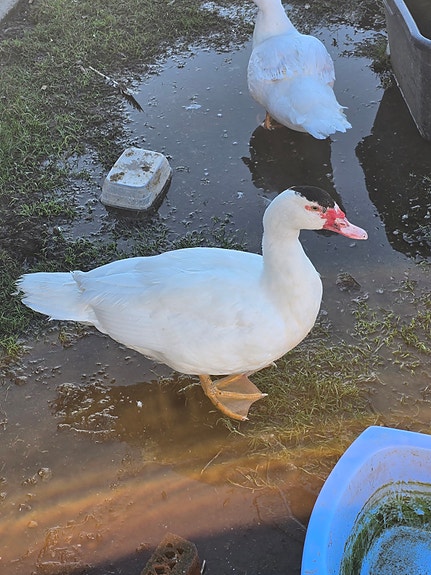 Karatuzdan mushukcha video