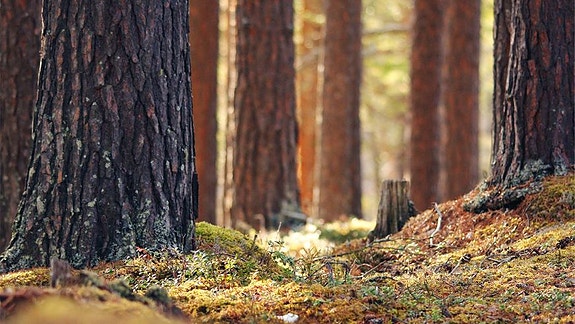 Bilde 2 av 3 i jobbannonse-galleriet