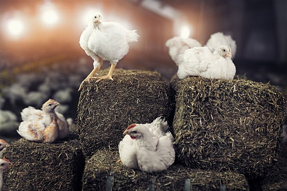 Bilde 3 av 6 i jobbannonse-galleriet