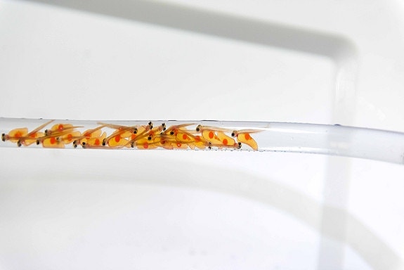 Bilde 5 av 6 i jobbannonse-galleriet