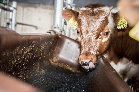 Frisk og lykkelig kalv