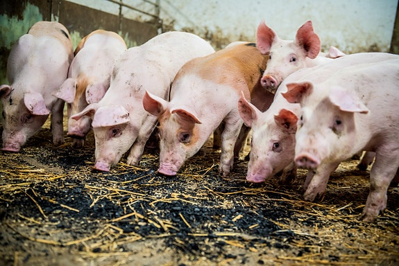 Friske og lykkelige griser