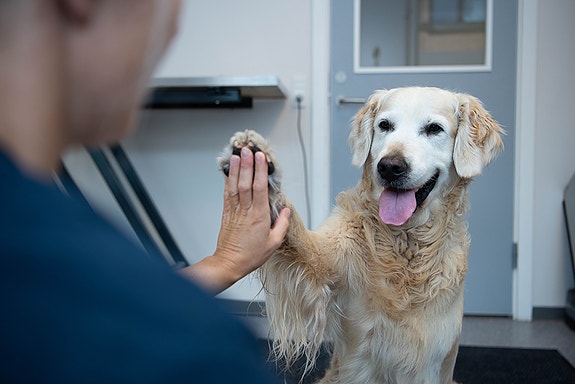 Bilde 1 av 1 i jobbannonse-galleriet