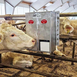 Salt- og Mineralstein Magasin