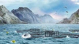 Havbruk trygg og varig fortøyning